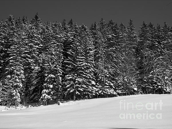 Winter Pine Trees Photograph